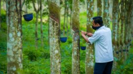 Kebun Karet. (Dok. ditjenbun.pertanian.go.id)