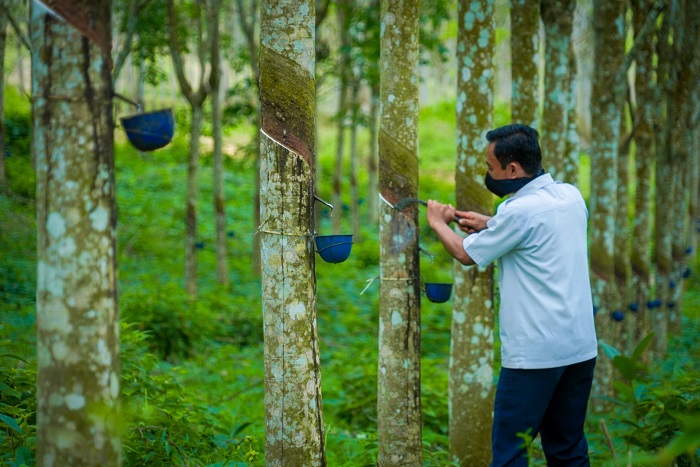 Kebun Karet. (Dok. ditjenbun.pertanian.go.id)
